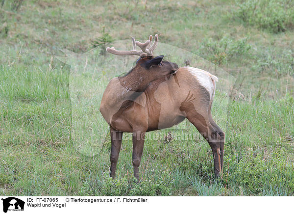 Wapiti und Vogel / elk and bird / FF-07065