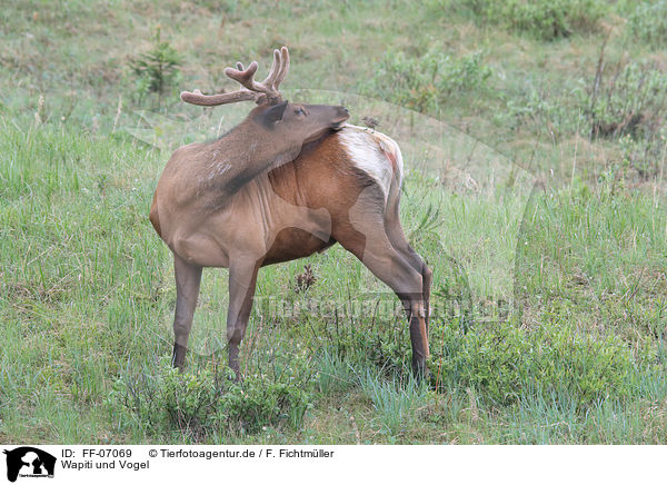 Wapiti und Vogel / elk and bird / FF-07069