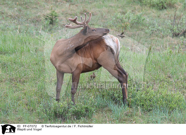 Wapiti und Vogel / elk and bird / FF-07072