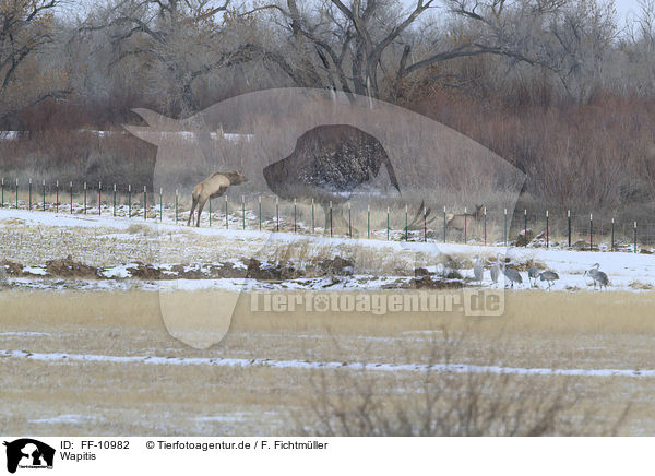 Wapitis / American elks / FF-10982