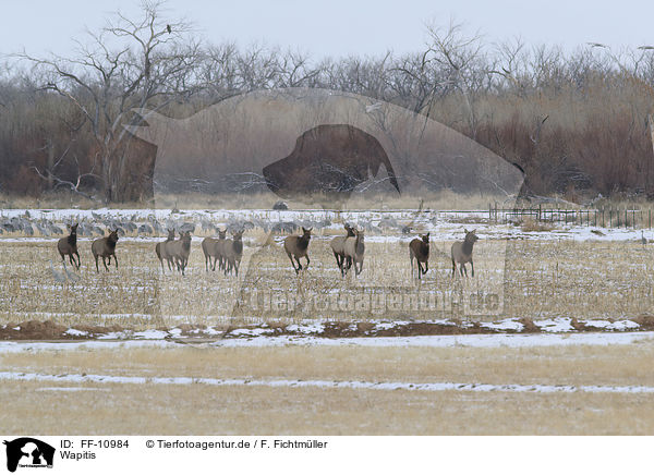 Wapitis / American elks / FF-10984