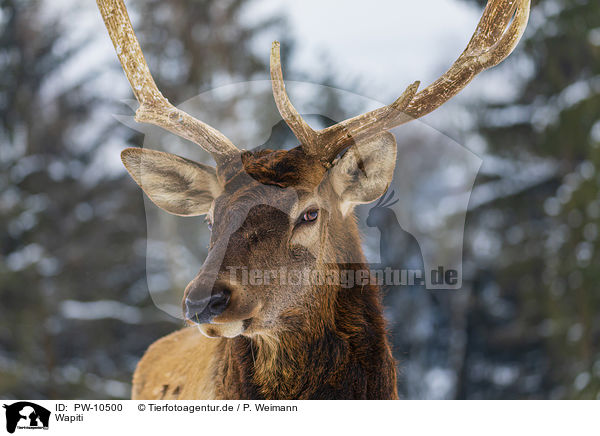 Wapiti / American elk / PW-10500