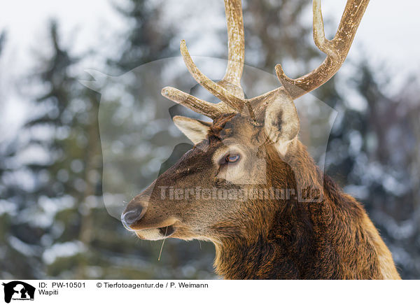 Wapiti / American elk / PW-10501