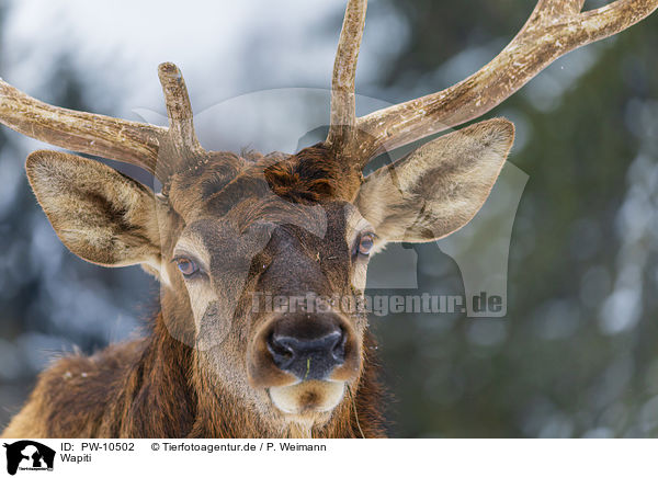 Wapiti / American elk / PW-10502