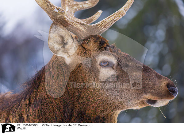 Wapiti / American elk / PW-10503