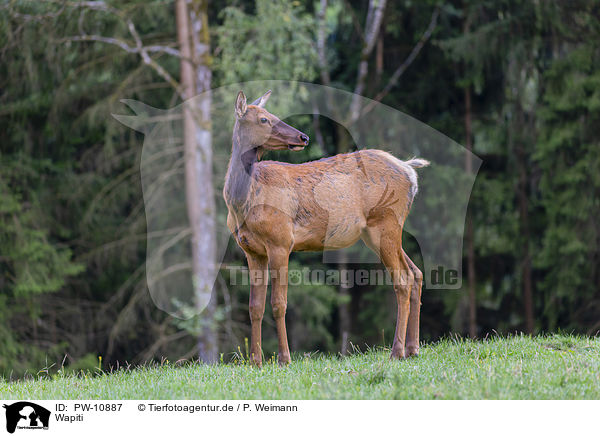 Wapiti / American elk / PW-10887