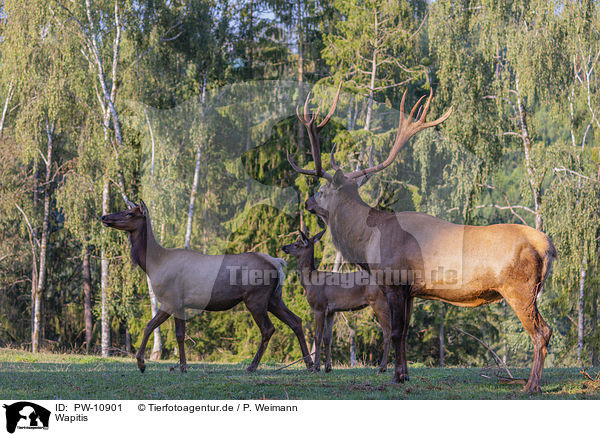 Wapitis / American elks / PW-10901
