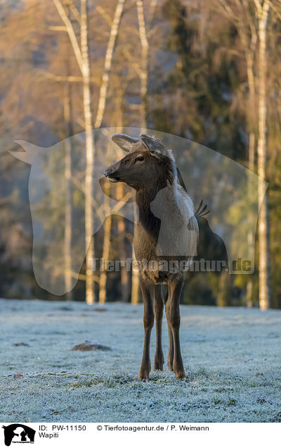Wapiti / Wapiti / PW-11150