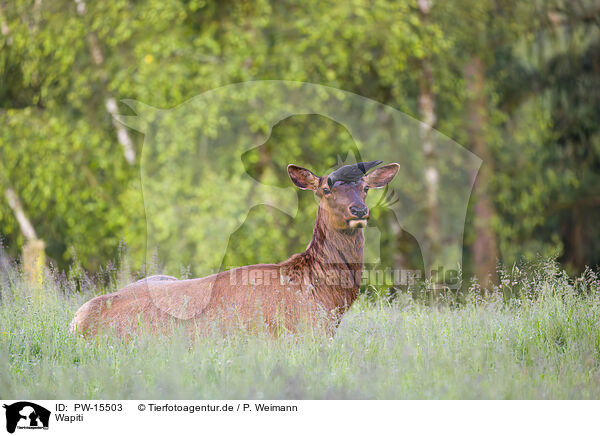 Wapiti / American elk / PW-15503