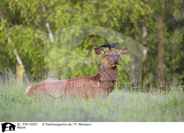Wapiti / American elk / PW-15507