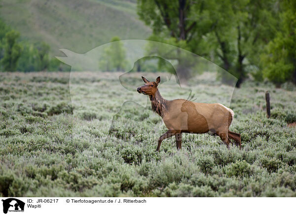 Wapiti / American elk / JR-06217