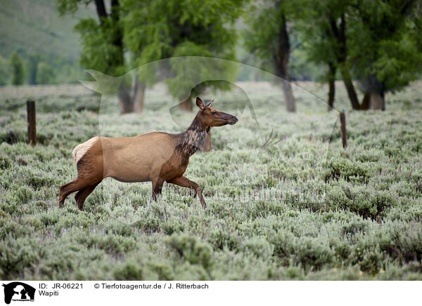 Wapiti / American elk / JR-06221