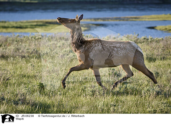 Wapiti / American elk / JR-06238