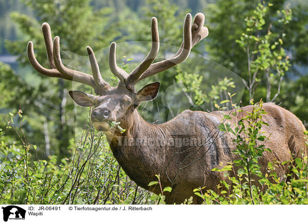 Wapiti / American elk / JR-06491