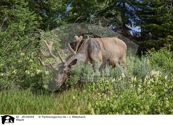 Wapiti / American elk / JR-06494