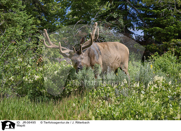 Wapiti / American elk / JR-06495