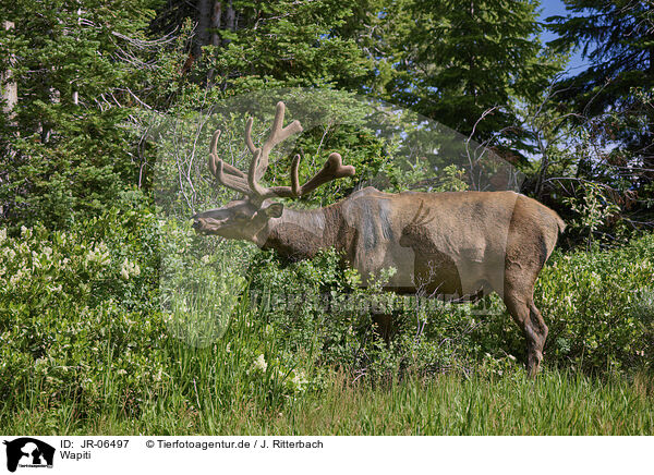 Wapiti / American elk / JR-06497