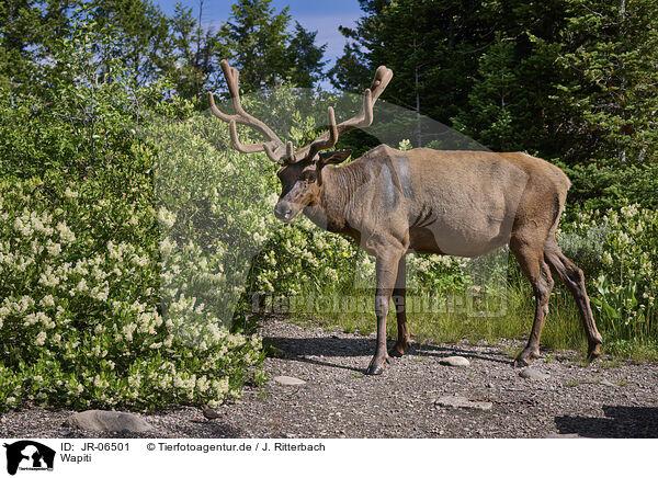 Wapiti / American elk / JR-06501