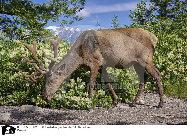 Wapiti / American elk / JR-06502