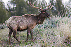 Wapiti