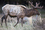 Wapiti