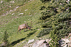 Wapiti