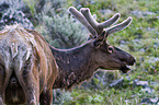 Wapiti