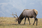 Wapiti