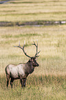 Wapiti