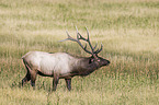 Wapiti