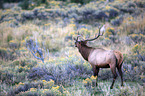 Wapiti