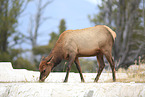 Wapiti