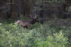 Wapiti