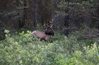 Wapiti