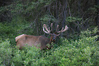 Wapiti