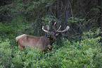 Wapiti