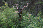 Wapiti