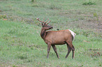 Wapiti und Vogel