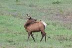 Wapiti und Vogel