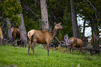 Wapiti