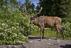 Wapiti