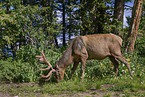 Wapiti