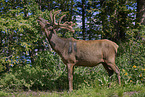 Wapiti