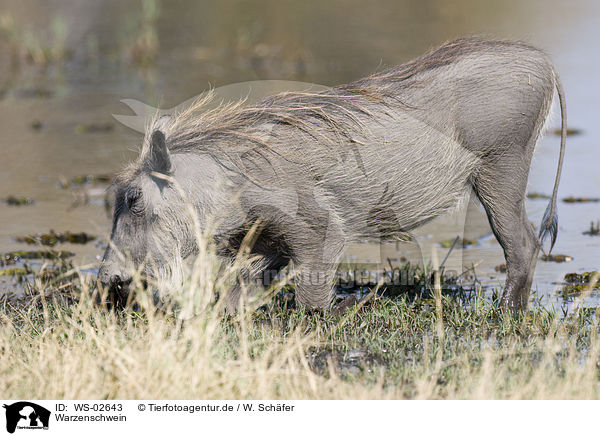 Warzenschwein / wart hog / WS-02643