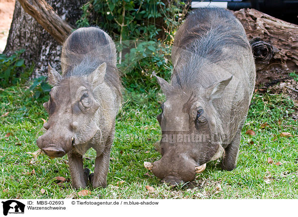 Warzenschweine / warthogs / MBS-02693