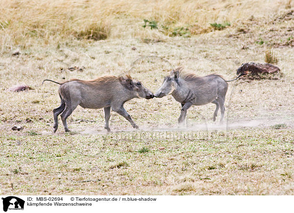 kmpfende Warzenschweine / fighting warthogs / MBS-02694