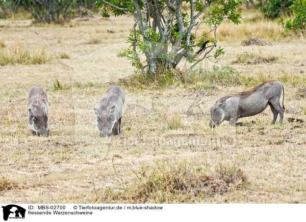 fressende Warzenschweine / eating warthogs / MBS-02700