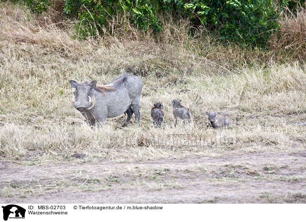 Warzenschweine / warthogs / MBS-02703