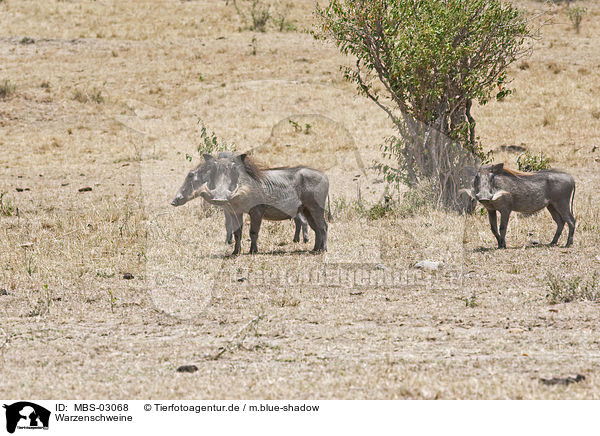 Warzenschweine / warthogs / MBS-03068