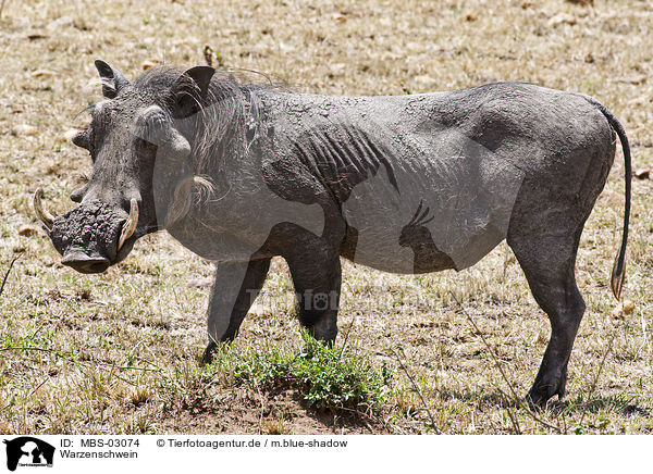 Warzenschwein / warthog / MBS-03074